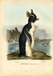 Northern Rockhopper Penguin, 1863-79